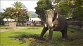 Elephant eating palm fronds on the grounds of The Temple of the Scared Tooth Rel: by adventurestib, Views[845]