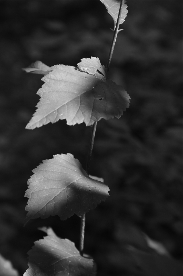 Speaking Shadows.Taken just before rain,deep in the forest near Novi Sad  
