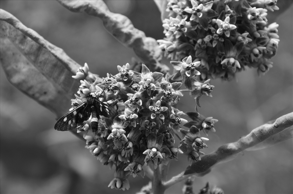 Lonely resident of the forest in a hurry before the huge rainy cloud. 