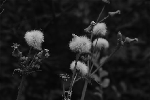 Swinging On The Wind.