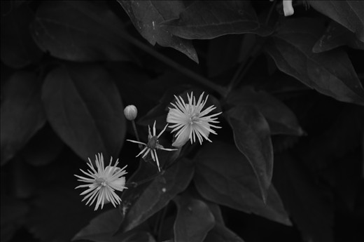 Circle Of Life. Flower family with a newborn baby and dying gandfather.