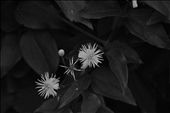 Circle Of Life. Flower family with a newborn baby and dying gandfather.: by adventureswithnature, Views[335]