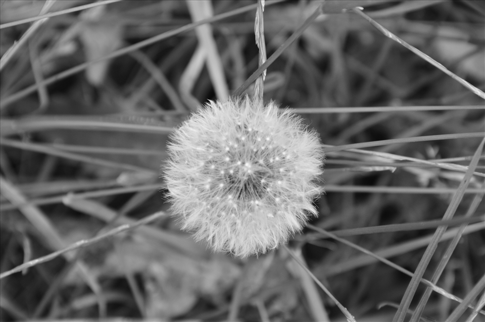 Hope. The plant captured few seconds before the rain totaly destroyed it.