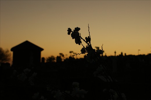 Growth can be the evidence of life as the sun sets for another day. 