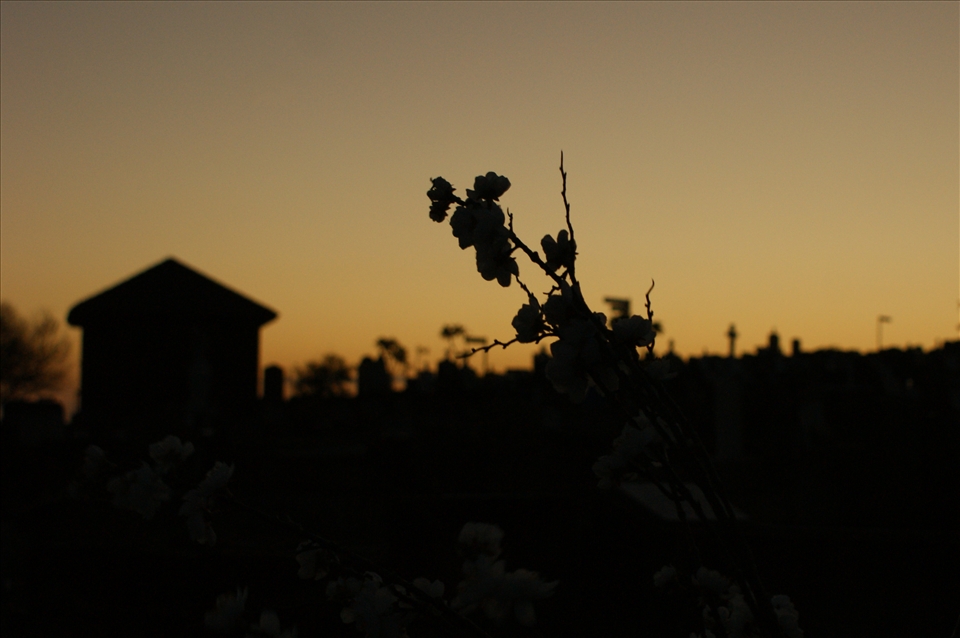 Growth can be the evidence of life as the sun sets for another day. 