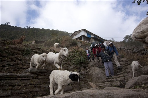 Porters and sheep are on the same trekking route at some points.  