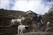 Porters and sheep are on the same trekking route at some points.  : by aey_sj, Views[198]