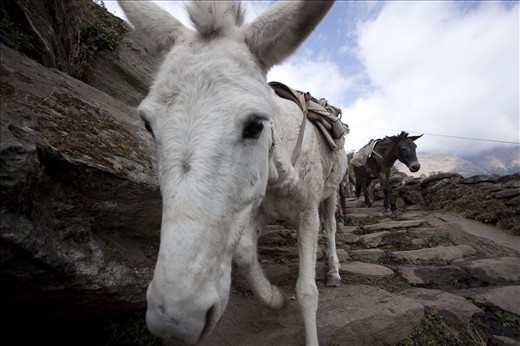 Pony service is available for those who are not strong enough to walk up.