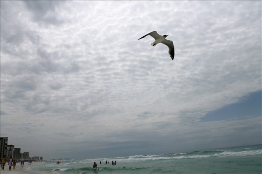 Tourists enjoy rough waves as a seagull glides below a blanket of clouds.