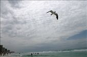 Tourists enjoy rough waves as a seagull glides below a blanket of clouds.: by afernandez, Views[256]