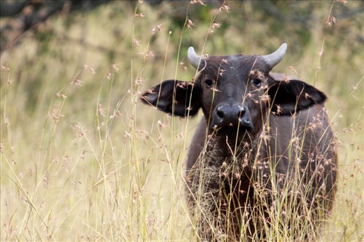All on his own, this little calf in the Serengeti might not stand much of a chance for survival. Luckily, his herd were just behind him, so he felt quite brave and lived up to the Cape Buffalo’s fierce reputation – staring me out and stomping his feet before running back to mum.