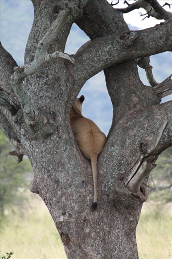 This lioness in the Serengeti reminded me of a domestic cat – she sat very quietly in the fork of this tree and gazed out over the grassland. Was she looking for prey, trying to catch a cool breeze, or just relaxing?