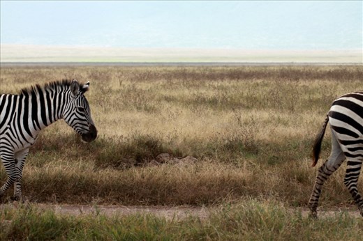 Each one with its own unique ‘fingerprint’ of stripes – the humble zebra survives the wilds of the Serengeti by strength in numbers. These two lazily walked by as part of a large herd – I couldn’t resist the photo, they may have safety in numbers, but if separated, they become quite vulnerable.