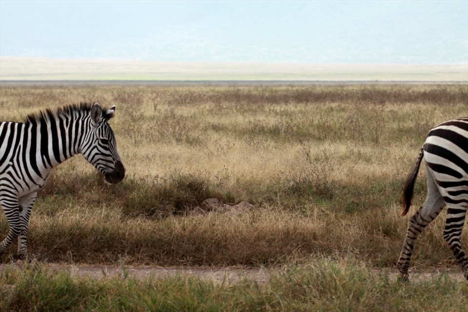 Each one with its own unique ‘fingerprint’ of stripes – the humble zebra survives the wilds of the Serengeti by strength in numbers. These two lazily walked by as part of a large herd – I couldn’t resist the photo, they may have safety in numbers, but if separated, they become quite vulnerable.