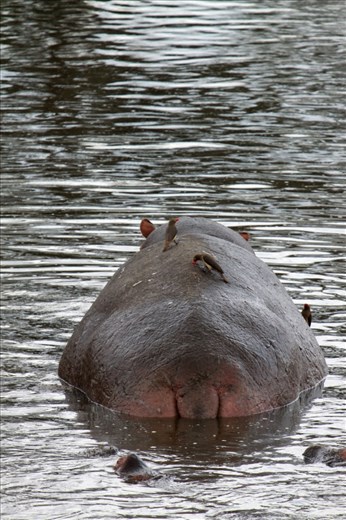 Life in the hippo pool is brutal. This particular hippopotamus took some time out from the dirty water and allowed the Oxpeckers to do what they do best – picking any parasites and insects from the hippopotamuses back and open wounds.