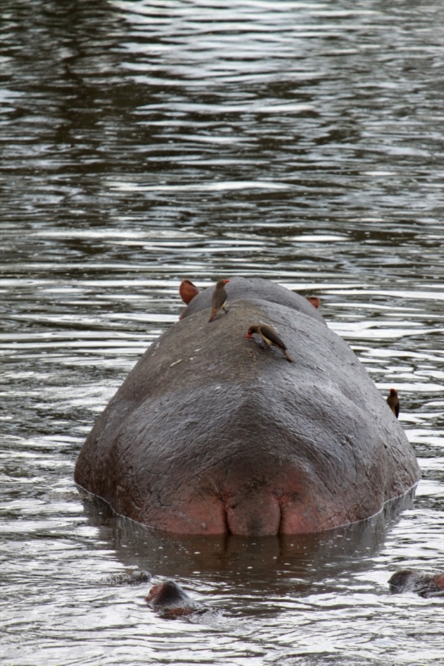 Life in the hippo pool is brutal. This particular hippopotamus took some time out from the dirty water and allowed the Oxpeckers to do what they do best – picking any parasites and insects from the hippopotamuses back and open wounds.