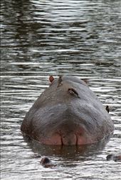 Life in the hippo pool is brutal. This particular hippopotamus took some time out from the dirty water and allowed the Oxpeckers to do what they do best – picking any parasites and insects from the hippopotamuses back and open wounds.: by afn, Views[706]