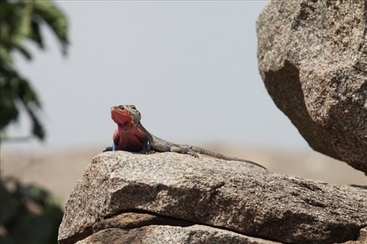 This pair of Agama Lizards were soaking in the sunshine on a kopje in the Serengeti. It may not have been his only partner though as Agama lizards are polygamous. These two were sticking close to the crevices in the rocks, making a quick get-away easier if an aerial predator appeared. 