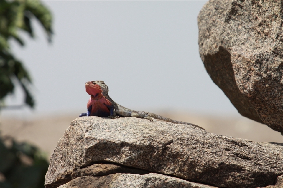 This pair of Agama Lizards were soaking in the sunshine on a kopje in the Serengeti. It may not have been his only partner though as Agama lizards are polygamous. These two were sticking close to the crevices in the rocks, making a quick get-away easier if an aerial predator appeared. 