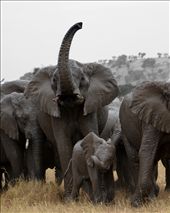 by african-diaries, Views[229]