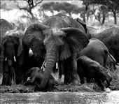 by african-diaries, Views[259]