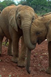 by africanadventure, Views[211]