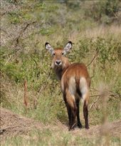 by africanadventure, Views[151]