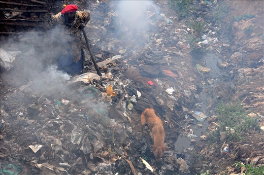 The sites with cumulated rubbish are often homeless dogs searching for food.