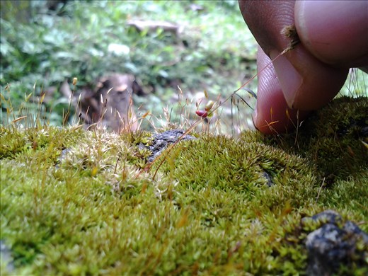 fern, children used to play with it, clicked by my tab 7 plus