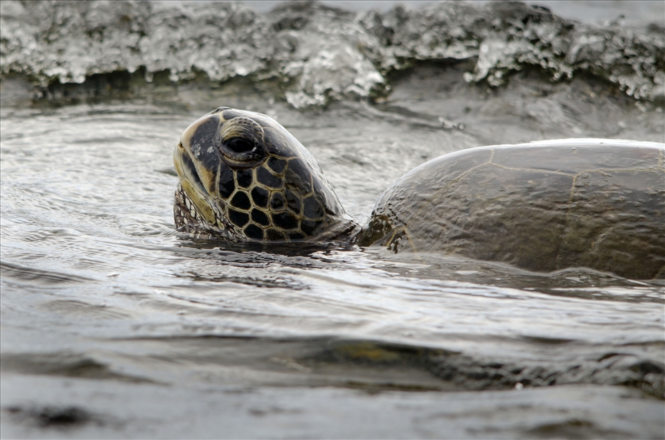 At a place I like to call turtle beach, a green sea turtle comes up for air. This is one of the many turtles using this area to munch on algae close to shore. Most of the time they are seen hauled out onto the sand to rest. Through out the year these animals can be observed here; a common sight for locals and tourists alike. 