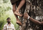 A young honey hunter scaling a tree to gather the honeycombs.: by agosjournal, Views[308]