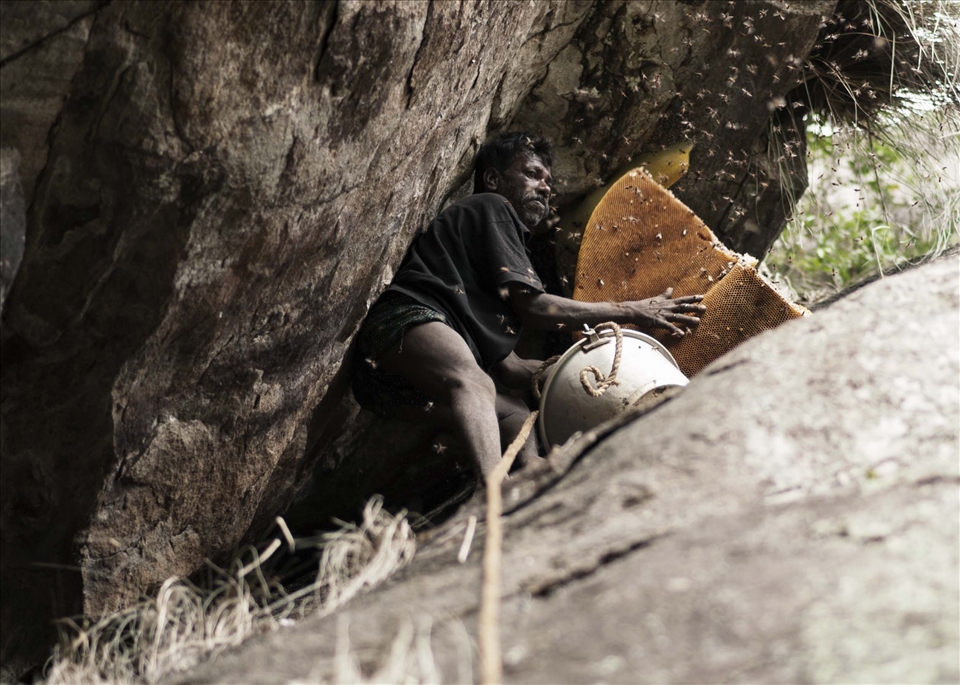 A honey hunter removing a honeycomb from which the honey will be drained