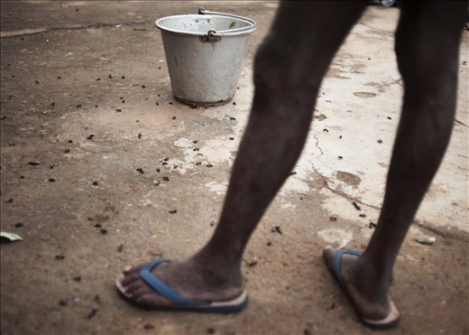 “Smoked” bees during honey gathering.