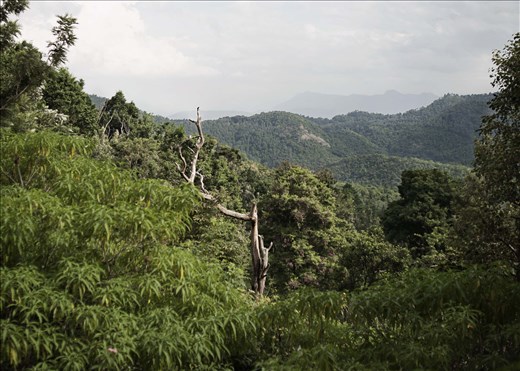 View of the forest surrounding the village Semenarae. Tamil Nadu, India.
