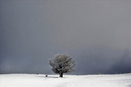 A lonely tree standing on this cold day 