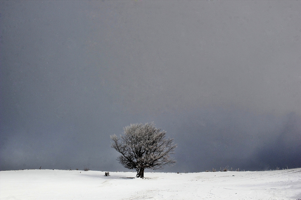 A lonely tree standing on this cold day 