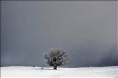 A lonely tree standing on this cold day : by agronbeqiri, Views[432]