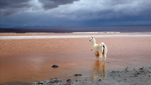 Red Lake near the border of Bolivia and Chile. 