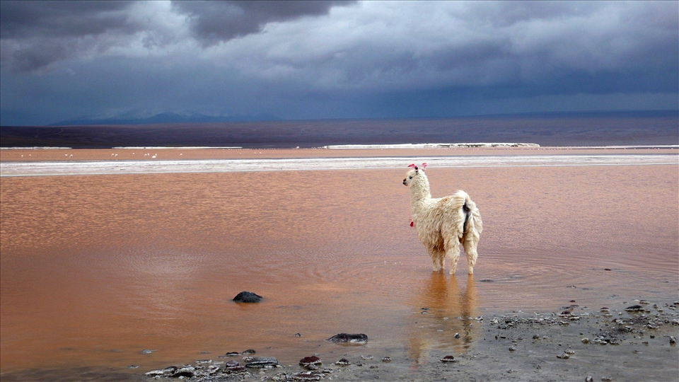 Red Lake near the border of Bolivia and Chile. 