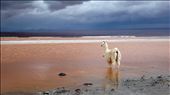 Red Lake near the border of Bolivia and Chile. : by aguedapenha, Views[1401]
