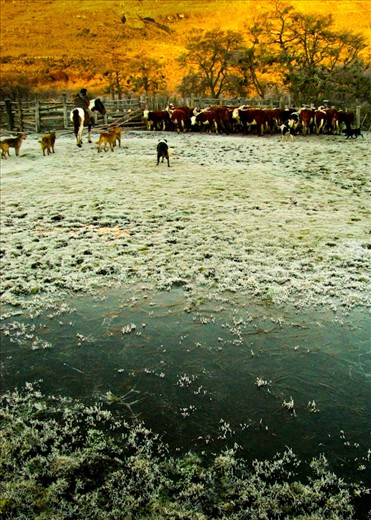 Cattle are gathered and brought to the corral early in the morning before the hoar frost has melted and as the first orange rays start to illuminate the mountains. The youngest calves will be branded and older yearling steers will be separated out for sale.  