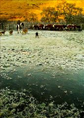 Cattle are gathered and brought to the corral early in the morning before the hoar frost has melted and as the first orange rays start to illuminate the mountains. The youngest calves will be branded and older yearling steers will be separated out for sale.  : by ahowdy, Views[500]