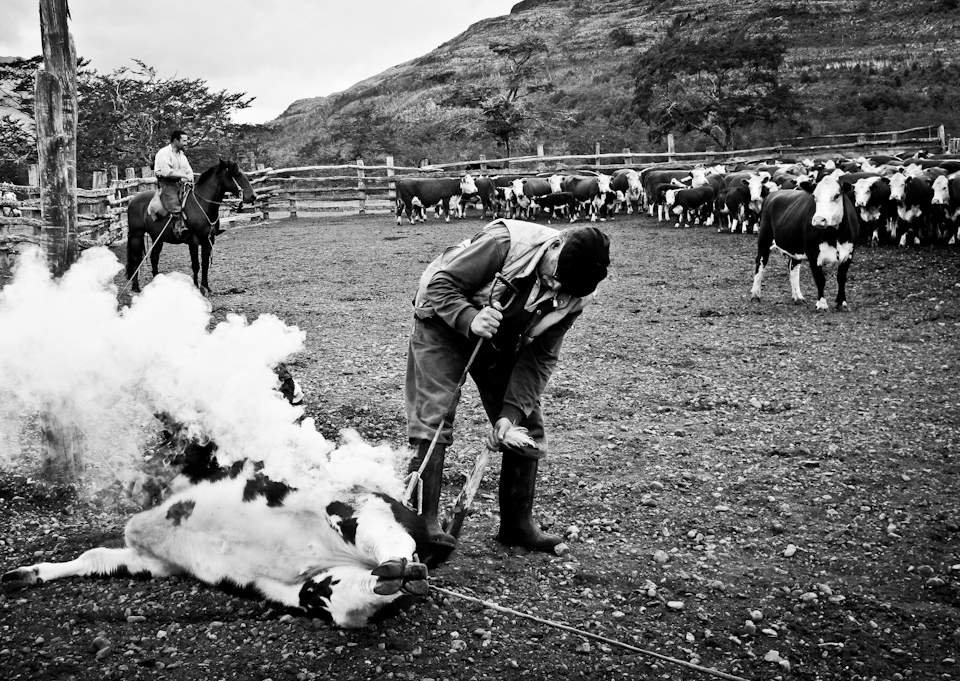 As the brand is applied and the hair is singed, this worried mother cow looks on with an angry stare.  Unlike in many places where ranching has become mechanized, in Southern Chile cattle are typically handled using traditional methods. This includes working cattle from horseback, using dogs to move the animals, and lassoing cattle during brandings and other ranch jobs.  Modern operations have lost many of these arts, instead using squeeze chutes for restraint and 4-wheelers to move herds.