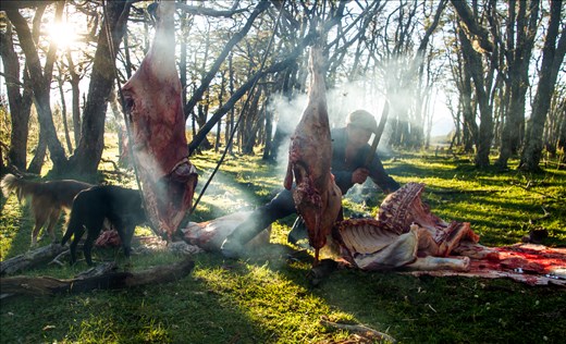 In Patagonia, the distances from ranch to consumer are often so far that if the cattle are too wild and cannot be controlled by the working dogs, they are not even worth taking off the ranch for the 3+ day journey.  The smoke in the photo is actually a small fire to keep the mosquitoes at bay, and this old and rank steer will be consumed as food.  