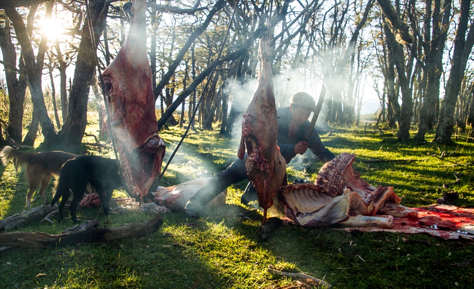 In Patagonia, the distances from ranch to consumer are often so far that if the cattle are too wild and cannot be controlled by the working dogs, they are not even worth taking off the ranch for the 3+ day journey.  The smoke in the photo is actually a small fire to keep the mosquitoes at bay, and this old and rank steer will be consumed as food.  