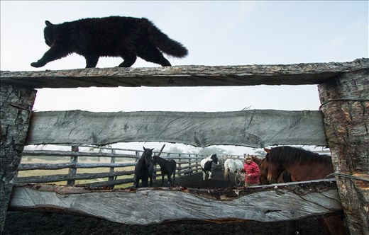 A black cat paces the top rail of a corral fence as a Chilean cowboy halters a horse for his daily work.