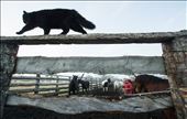 A black cat paces the top rail of a corral fence as a Chilean cowboy halters a horse for his daily work.: by ahowdy, Views[892]
