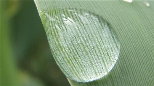 Drop of water on a corn stalk