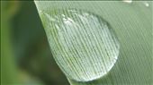 Drop of water on a corn stalk: by aidan-torin, Views[170]