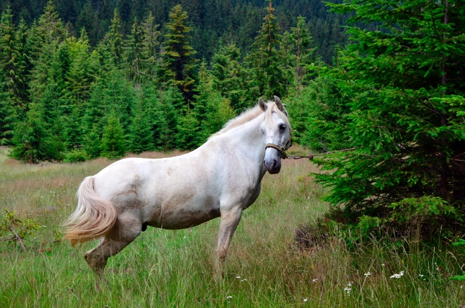 Tornado is one of the lucky horses, who live in Romania. I met him this summer during my trip to Transylvania. This horse was my best friend for five days, together we explored a beautiful nature of Romania.   